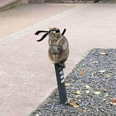 SolanaCatana's profile picture