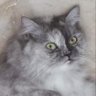 Lost_Stock's profile picture