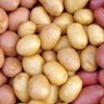 spud_gun (Beep beep) 的头像