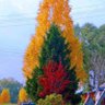 Фото профиля nujin_daa