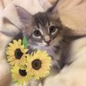 satomi_roi profil fotoğrafı