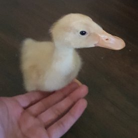 TooKhanParrot's profile picture