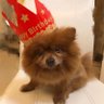 小树囤狗🐶 的头像