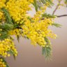Фото профиля yellow flower