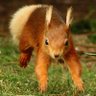 Фото профиля LucaSquirrel