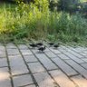 緑道鴨犬 profil fotoğrafı