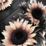 Фото профиля DreamSeaOwl