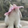 super normal girl 🪷 profil fotoğrafı