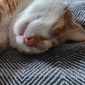 Mento profil fotoğrafı