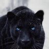 Profilbild von Paulo Moraes