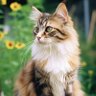 Märyå 💬 profil fotoğrafı