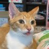 Фото профиля Meow
