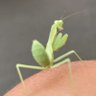 はらびろちゃん 的头像