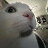 roblox and minecraft's profile picture