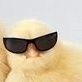 Pollito profil fotoğrafı