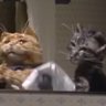 Фото профиля Cat Sass🍉🍉