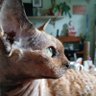 Katherine Butterley 🏡🐈⬛🇵🇸 的头像