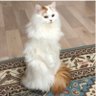 Profilbild von 紋次郎🐈