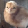 Oliver 的头像