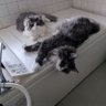 ほのぼの猫男爵 profil fotoğrafı