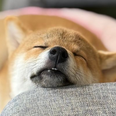 shibainukomugi's profile picture