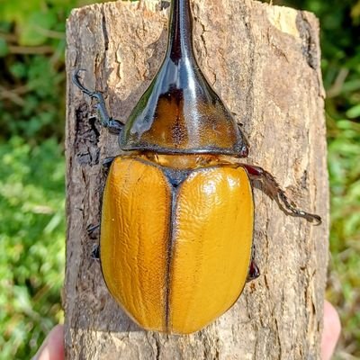 Lemon_ecua's profile picture