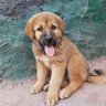Gowri Babu profil fotoğrafı