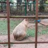 capy the babi 的头像