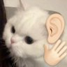 memewizd's profile picture