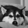 Profilbild von Blink