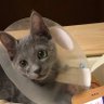 Profilbild von ロバ猫