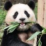 熊猫王(互fo 🇨🇳100%) profil fotoğrafı