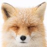 Фото профиля swanp fox2