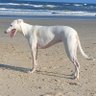 Profilbild von whitehound