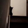 ねことろホイホイ profil fotoğrafı