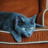 OHR6 profil fotoğrafı