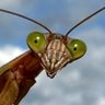AmusingMantis profil fotoğrafı