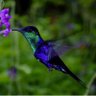 Profilbild von _hummingbird_99