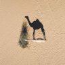 وجلال قلبي 🇸🇦 💔🇸🇦's profile picture