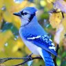 Фото профиля Birds N Whatnot