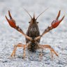 Фото профиля The Average Crawfish