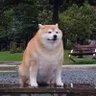 Giboul's profile picture