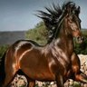 الكميتي profil fotoğrafı