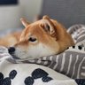 kittenwithbraces's profile picture