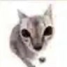 sawyer's profile picture