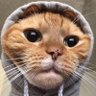 No Gods, No Masters, Only 🐈's profile picture