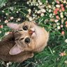 Erina ☘️ profil fotoğrafı