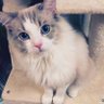 Фото профиля まおねこ