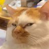 Фото профиля Amigo el gato