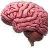 Profilbild von شغل مخك